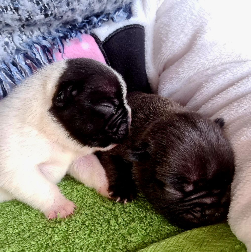 chiot Bouledogue français des Merveilles de Maurienne