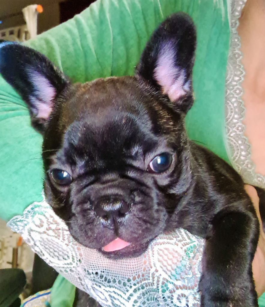 chiot Bouledogue français des Merveilles de Maurienne