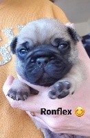 Ronflex