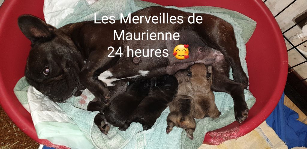 des Merveilles de Maurienne - Bouledogue français - Portée née le 20/03/2020