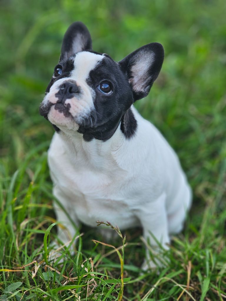 des Merveilles de Maurienne - Chiots disponibles - Bouledogue français